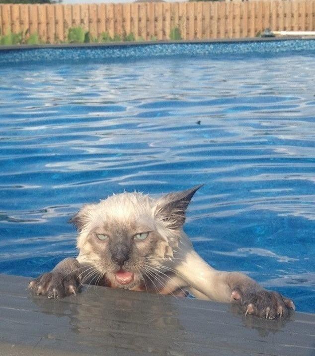 cat needs help.jpg
