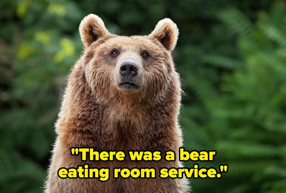 bear enjoyed room service.jpg