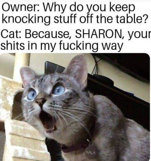 why cats knock things off of the table.jpg