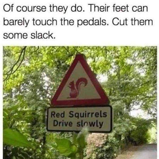 red squirrels drive slowly.jpg
