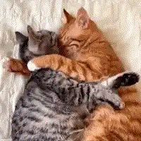 cats hugging.gif