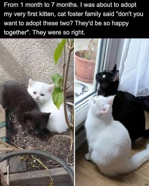 ying and yang paired cats.jpg