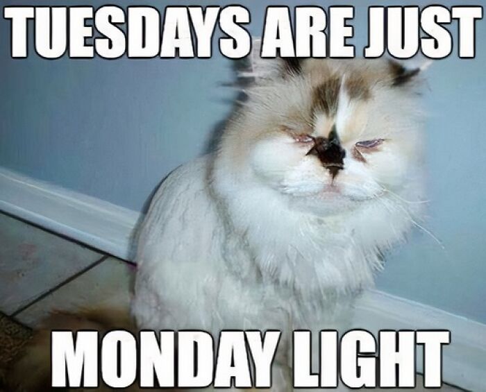 monday lite.jpg