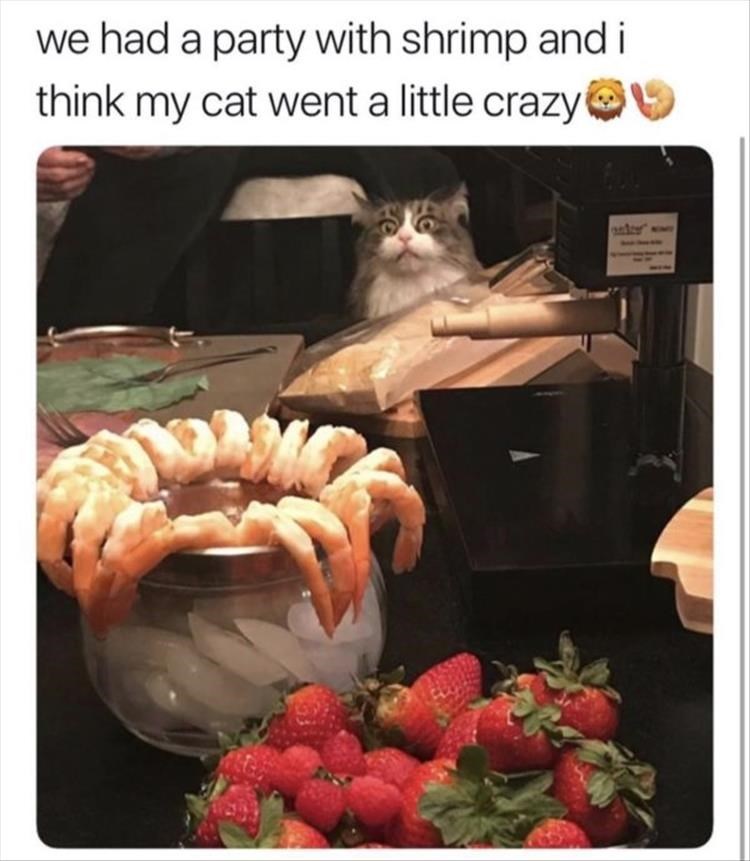 cat crazy for shrimp.jpg