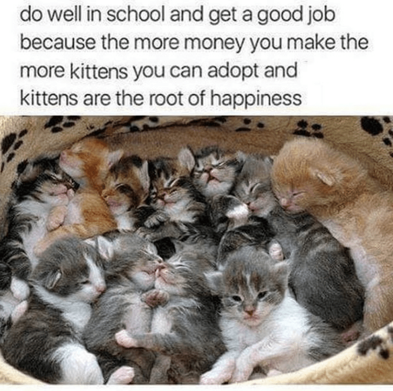 kitten happiness.png