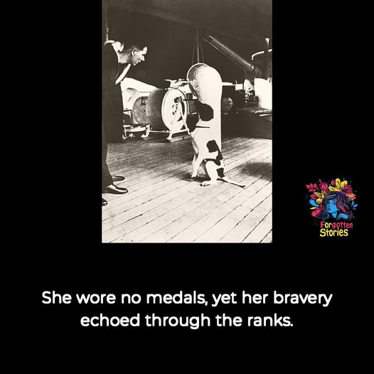 Judy officially registered as a prisoner of war the first to receive the Dickin Medal.jpg