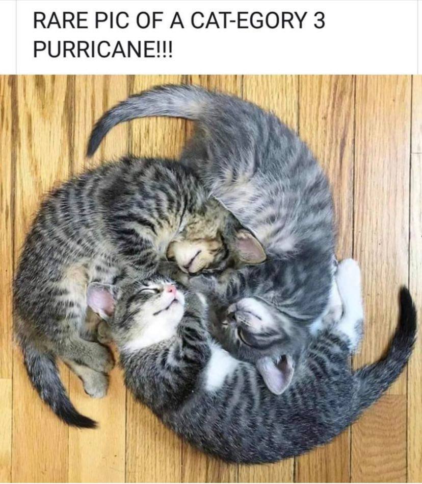 cat 3 hurricane.jpeg
