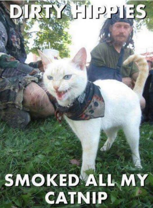 smoked all the catnip.jpg