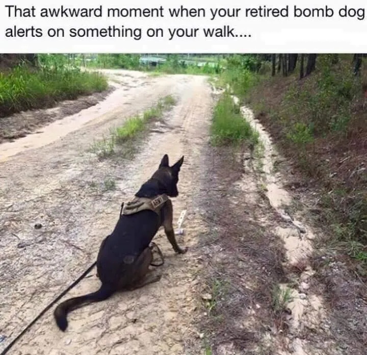 retired bomb dog alerts.jpg