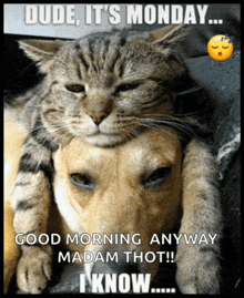 dude its monday.gif