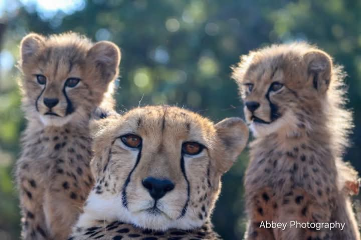 mama cheetah and babies.jpg