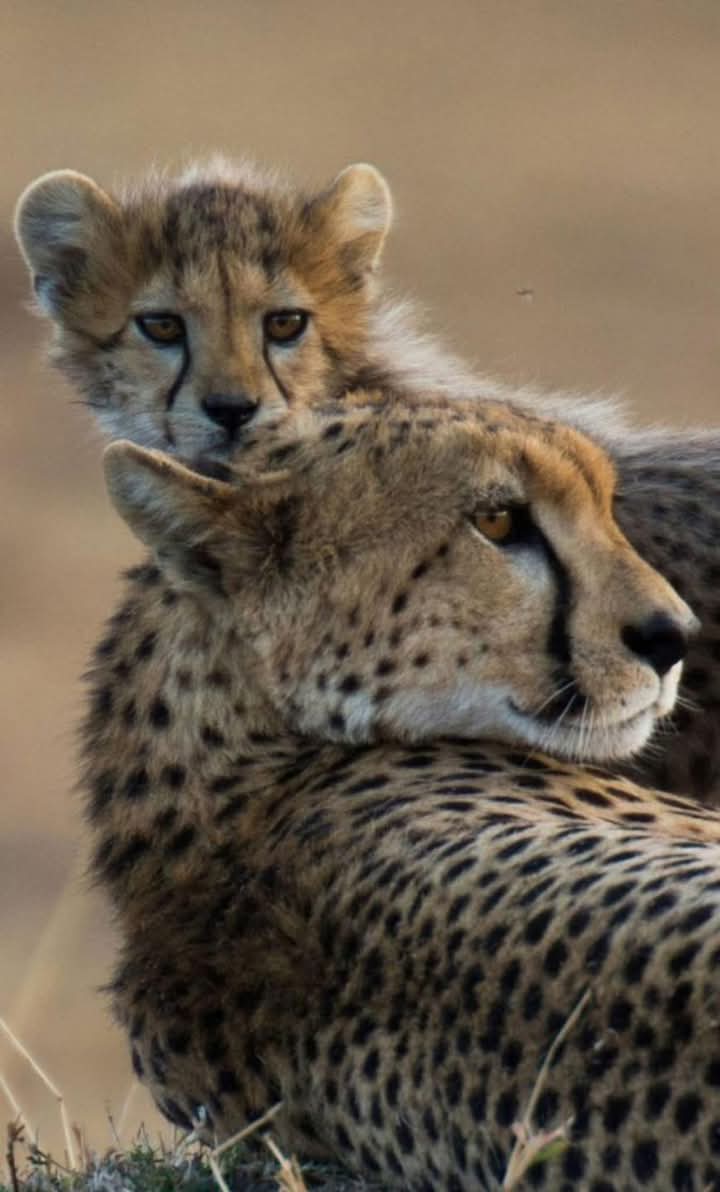 mama cheetah and baby.jpg