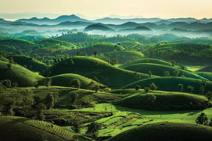 Assam Tea Country.jpg