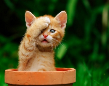 50b81509176be7dad8115c1f810442c6--funny-animals-adorable-animals.jpg