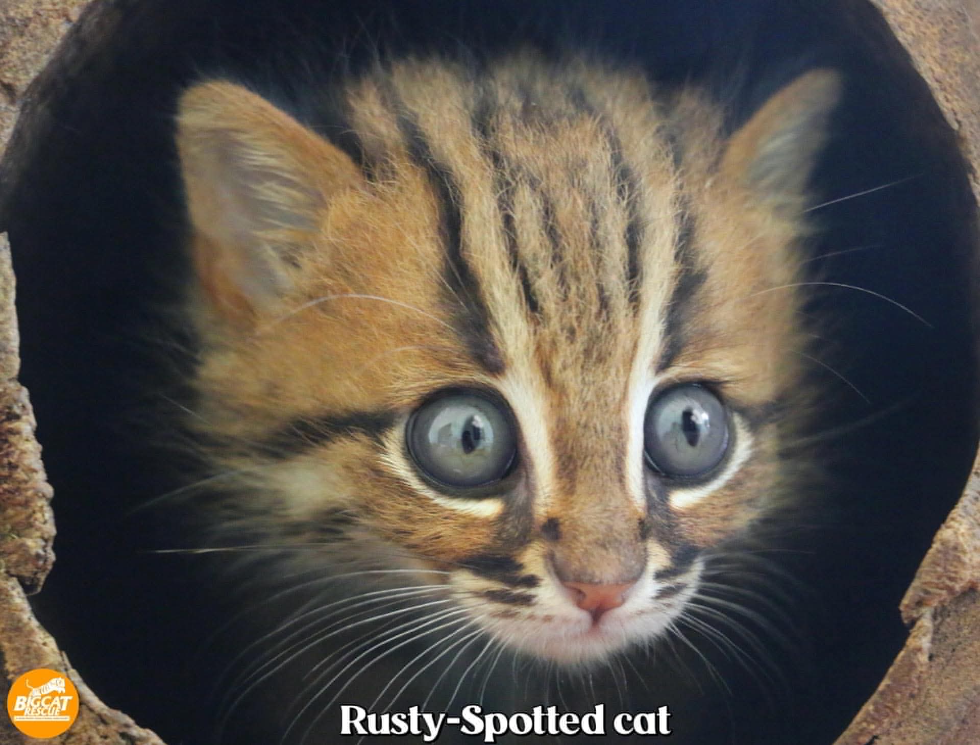 rusty spotted cat.jpg