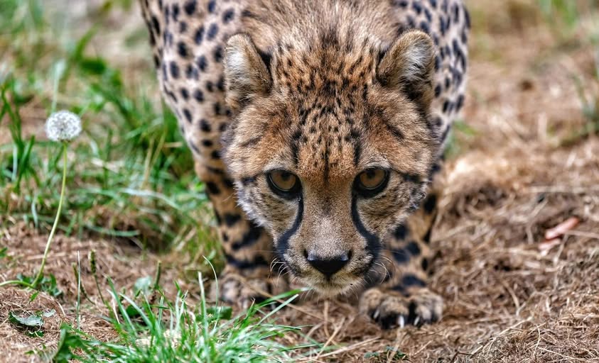cheetah crouching.jpg