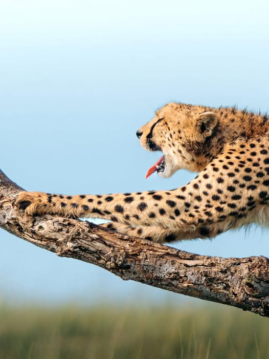 cheetah  on branch stretching an yawning.jpg