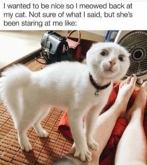 meowed back.jpg