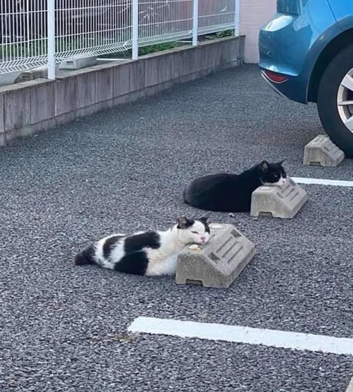 cat parking.jpg
