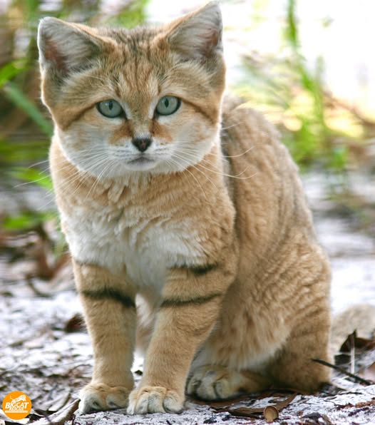 The sand cat.jpg