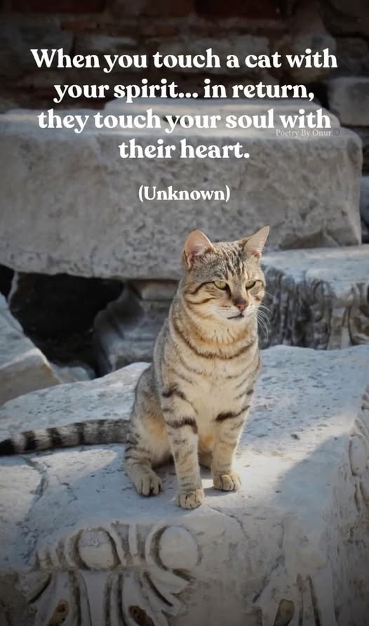cats touch your soul.jpg