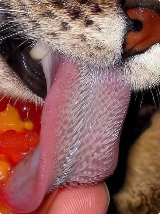 big cat tongue.jpg
