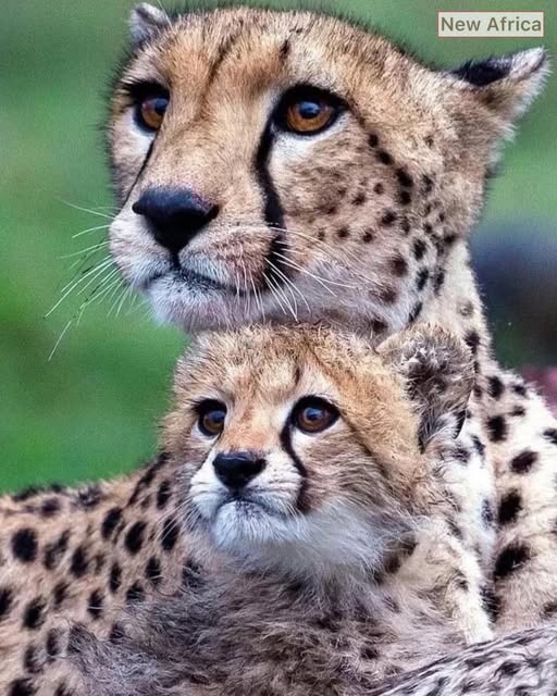 mother cheetah and her little future lightning bolt.jpg