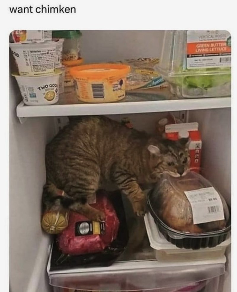 cat wants chicken.jpg