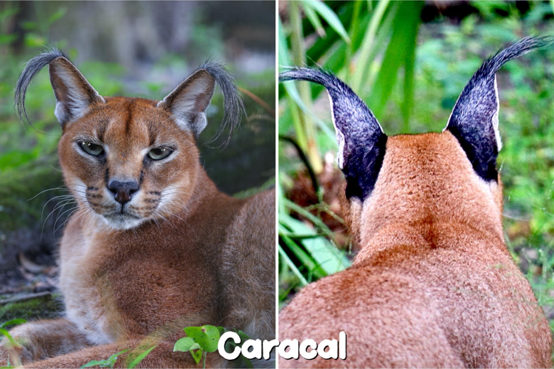 caracal.jpg