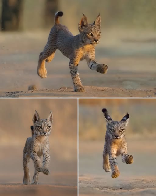 BABY IBERIAN LYNX.jpg