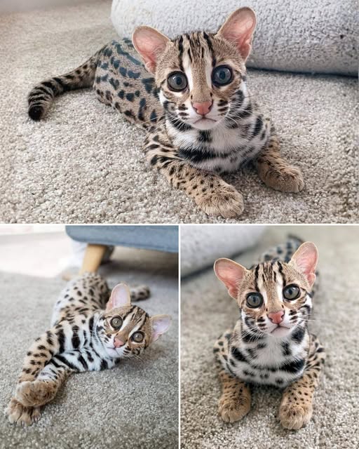 SIAN LEOPARD CAT – The Mini Leopard of the Jungle!.jpg