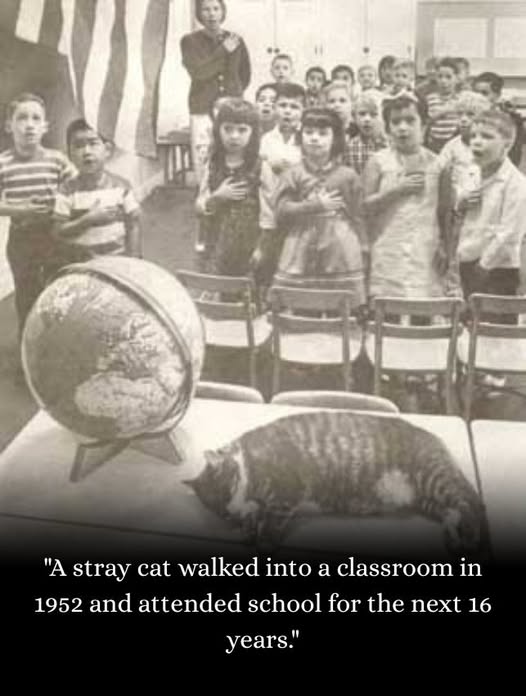 THE SCHOOL CAT   Room 8.jpg