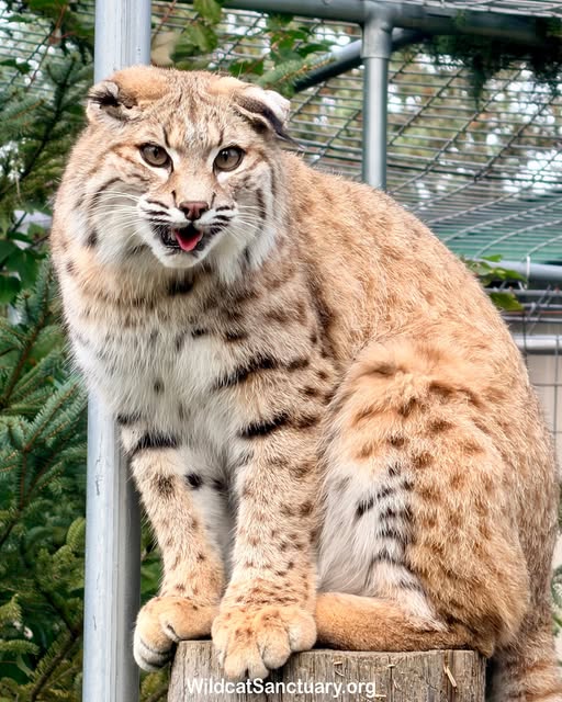 Bonnie the bobcat.jpg