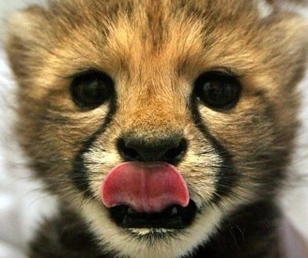 yummy cheetah.jpg
