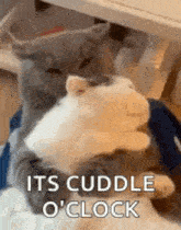 cat cuddle oclock.gif