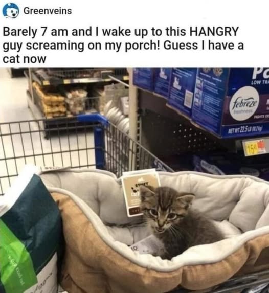 new cat delivery.jpg