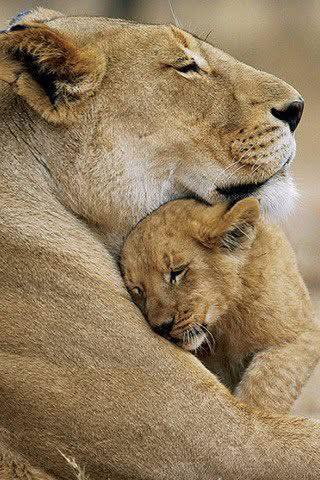 Mothers love.jpg