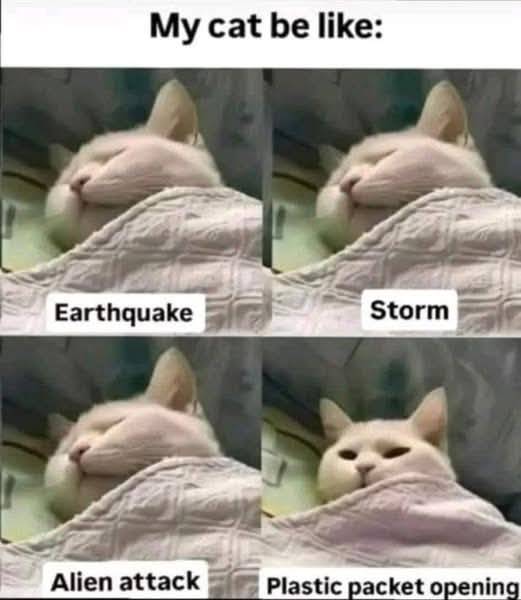 cat reacting.jpg