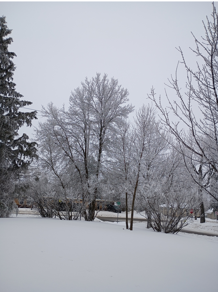 natural flocking 3.png