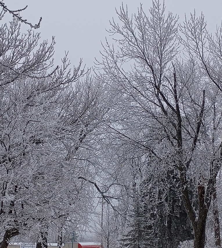 natural flocking 1.png