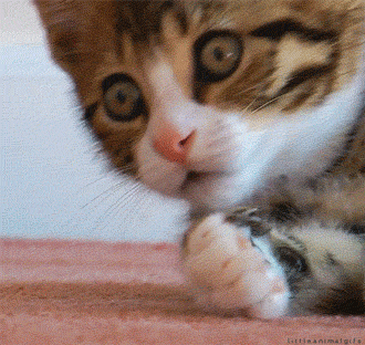 oh-no! kitten.gif
