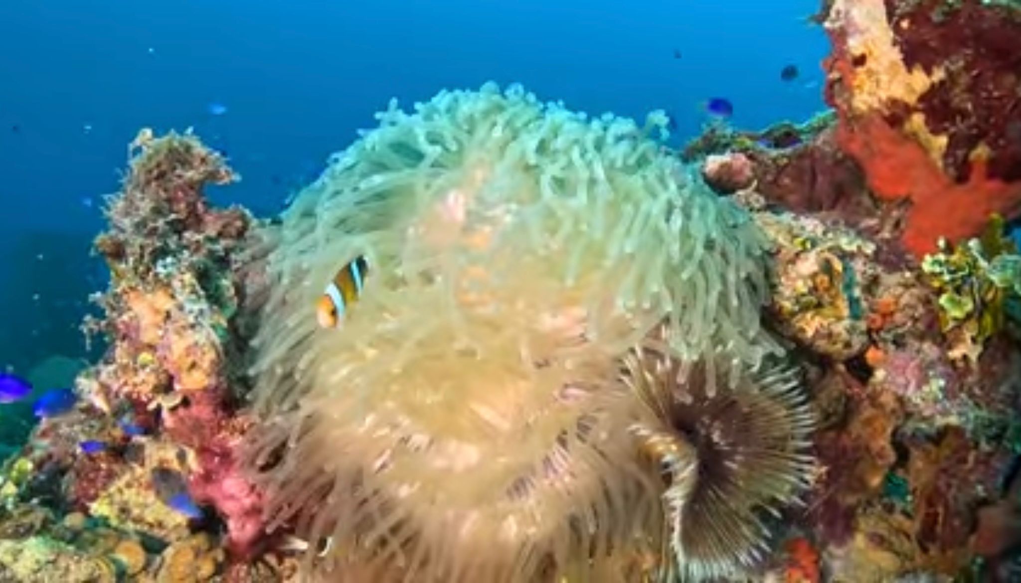 Kensho Nemo Fish on Anemone.jpg