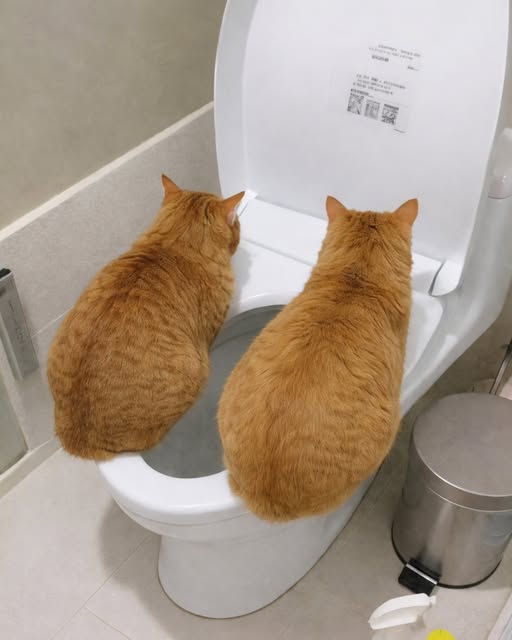 heated toilet seat.jpg