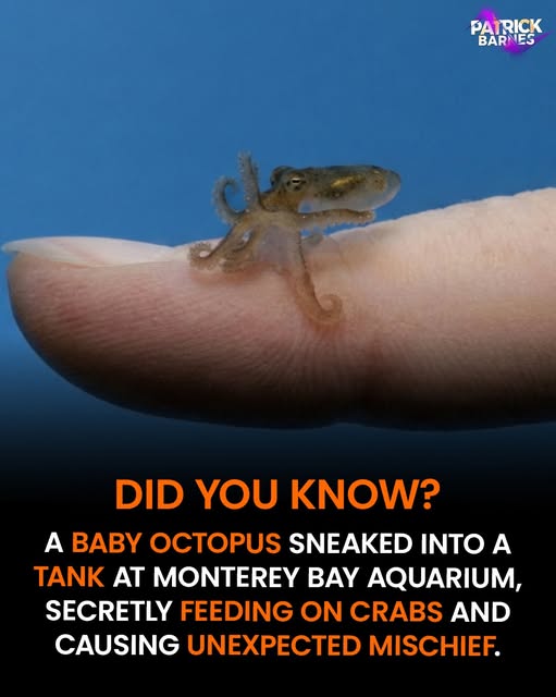 tiny red octopus.jpg