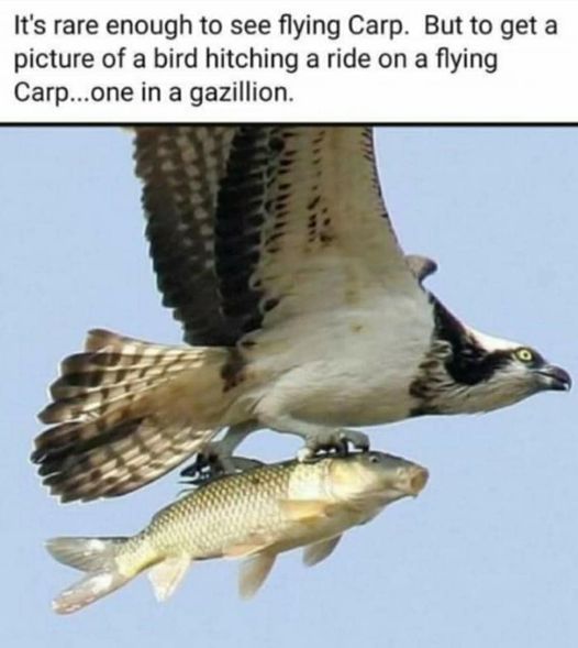 a bird hitchhiking on a flying carp.jpg