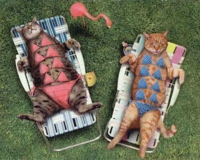 cats sunbathing.jpg
