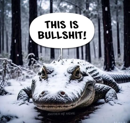 Alligator  this is bullshit.jpg