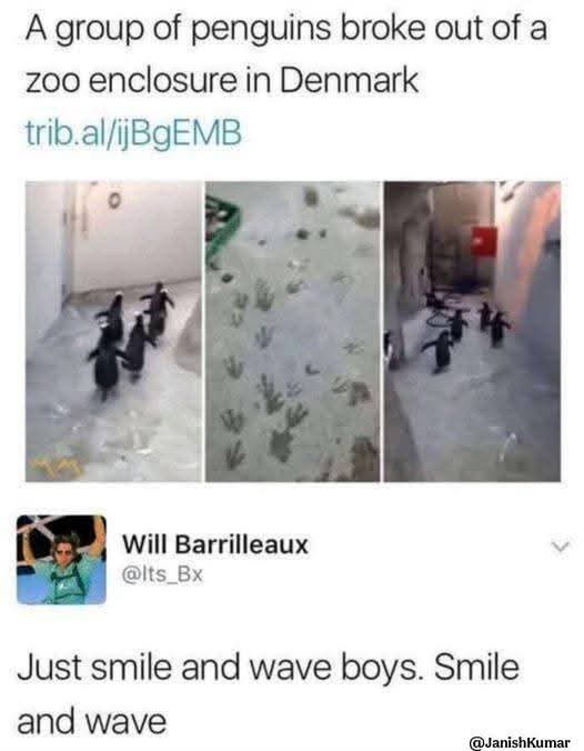 4 penguins broke out of their zoo enclosure.jpeg