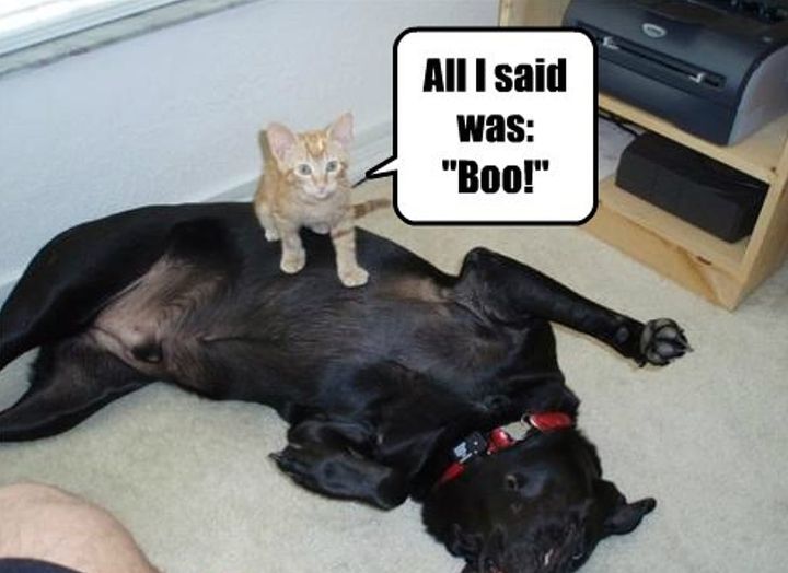 all i said was boo.jpg