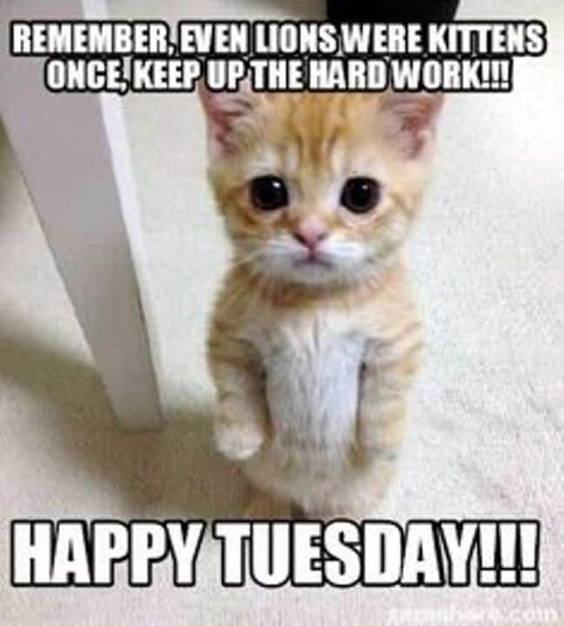 happy tuesday  kittie.jpg
